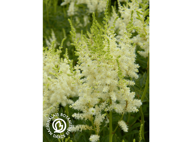 Astilbe chinensis   'Diamond And Pearls'
